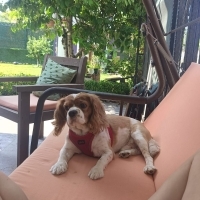 AŞILARI TAM VE ÇİPLİ KİNG CHARLES