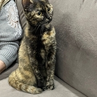 Tortie Ci..