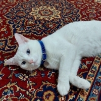 Pamuk oğlan yuvasını arıyor