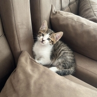 2 aylik erkek yuva ariyor