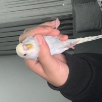 Yavru muhabbet kuşu