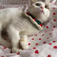 3aylık yakışıklıya yuva arıyoruz