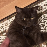 Ücretsiz British kedimi sahiplendiriyorum