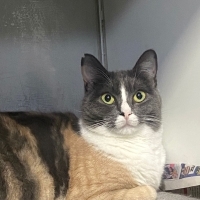 Şans kedisi masal kız ömürlük yuvasını arıyor