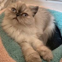 Güzel kızımı artık yalnız bırakmak istemiyorum.