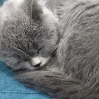 Miu acil yuva arıyor