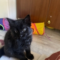 2 aylık yavrumuza ömürlük yuva arıyoruz