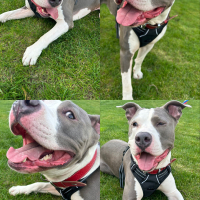 Sevgi ve ilgi Bağımlısı Staff