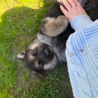 Beyaz ve siyah alman kurdu yavrus