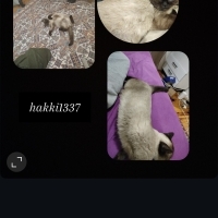 British disi  kedimi sahiblendirmek istiyorum asilari tam