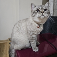 Çok uysal akıllı bir kedi