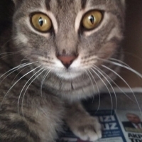 TEDAVİ ETTİREBİLECEK YUVA ACİL