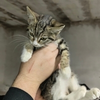 Öksüz oğluma acil yuva