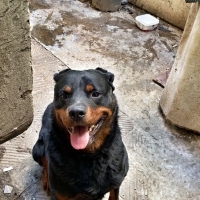 Rotweiller oglumuza yuva