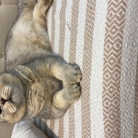 Aslan parçası maşallah