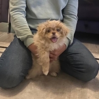 SAHİPLENDİRME 6 Aylık Isırma havlama gibi huyları yok AŞILARI TAM