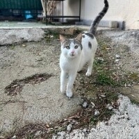 ÖKSÜZ HALA YUVASINI ARIYOR