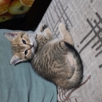 Sokak kedisiyim oyuncuyum