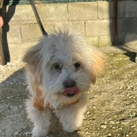 Çakıl yuva arıyor