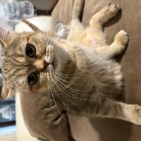 Oyuncu uysal zeki akıllı bir kedi