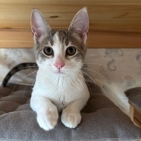 İlgi delisi güzel bebek yuva arıyor