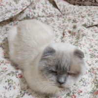 Tek gözü kör K...