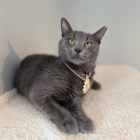 Çok akıllı , ç...