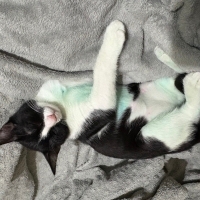 Sol ön bacağı ampute yavru tekir