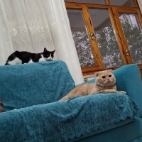 Garfield şakir gözler sarı