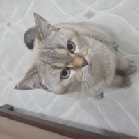 Sevgi dolu mırıl mırıl bir can