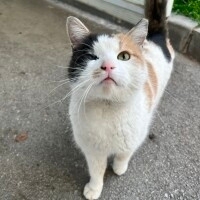 CİCİ KIZ KÖROZ YUVA ARIYOR