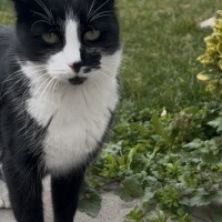 ÇARŞI EV KEDİSİ OLMAK İSTİYOR