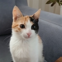 Sevimli ve eğlenceli oyun arkadaşı