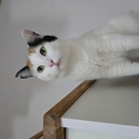 Bella’ya Sıcacık Bir Ev Lazım – 1 Yıl Mama Desteği ile!