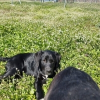 CANE CORS..