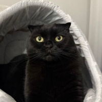 🐾 KARAM YUVA ARIYOR 🐾 BURSA