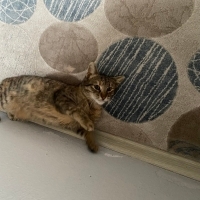 Minnoş Geçici Yuvasında Acil Yuva Bulalım