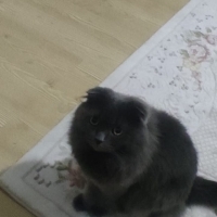 Ev kedisi artık bakamadığım için sahiplendiriyorum