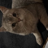 2,5 yaşında british erkek