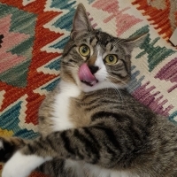 Sevgi dolu, insan aşığı oğluş Kıtır  ❤️