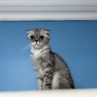 MİYAMIZA YUVA ARIYORUZ