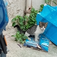 Annesiz sokakta tek başına bir yavru