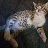 Yavrumuz onu sokaktan kurtaracak ömürlük yuvasını arıyor