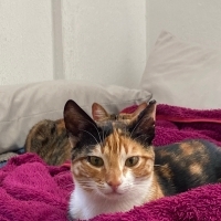 Kucak ve sevgi delisi tam bir ev kedisi