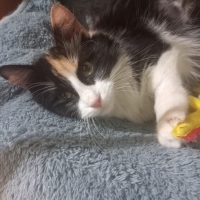 MELEZ GÜZELİ  (BRİTİSH + PERSIAN) KISIR‼️