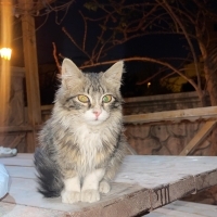 Uzun tüylü bebeğe acil yuva