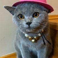 Kedimiz dumanı sahiplendirmek istiyoruz.