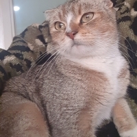 6-7 AYLIK SCOTTISH FOLD ‼️