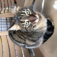 Sokakta korkuyor, insanlara sığınıyor… Bu güzel kız yuva arıyor.