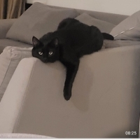 Kendine yeni ev arıyor sahibi yurt dışına gidiyor